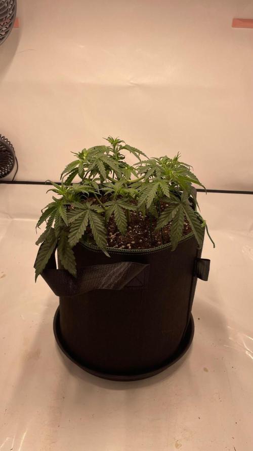 Auto Creeper SSSC. Week 4