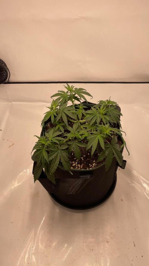 Auto Creeper SSSC. Week 4