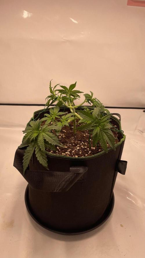 Auto Creeper SSSC. Week 3