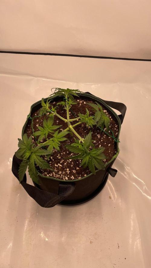 Auto Creeper SSSC. Week 3