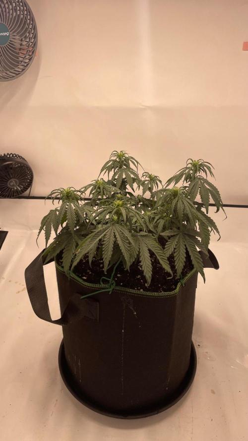 Auto Creeper SSSC. Week 5