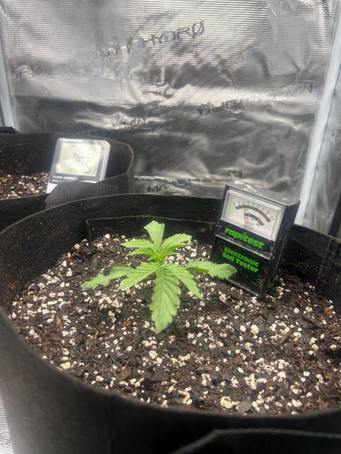 first one. Week 0 - 2 weeks old

