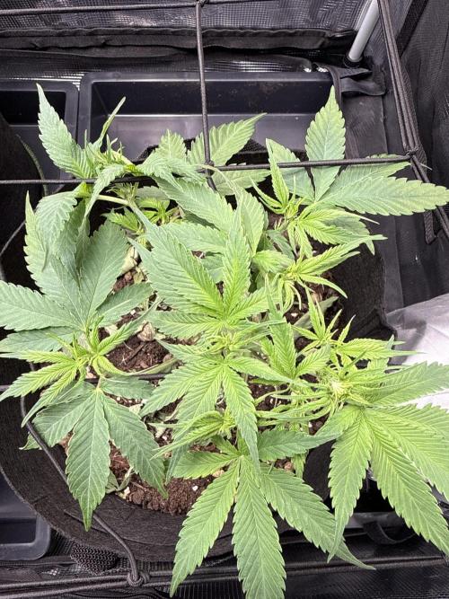 Jerry. Week 3