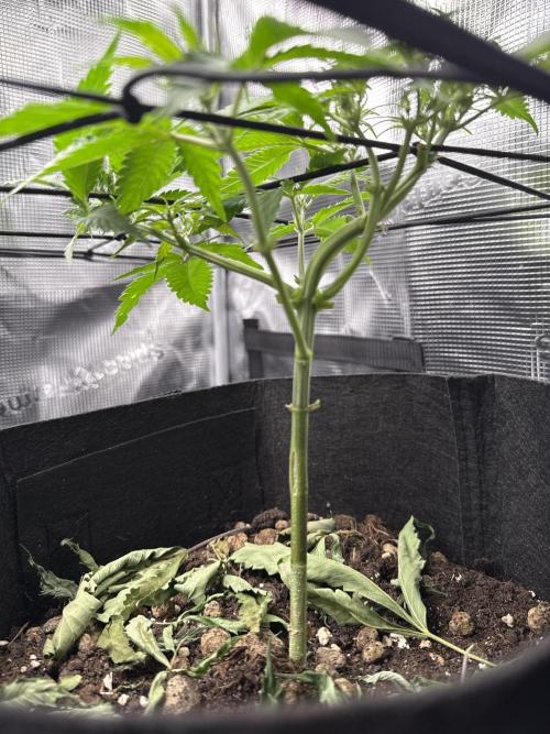 Cherry Cola Auto. Week 3