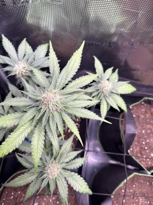 Tropi. Week 8