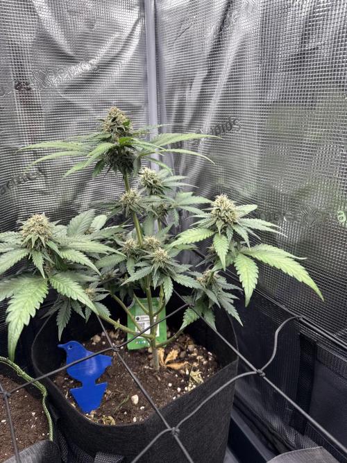 Tropicana Cookies Auto. Week 8