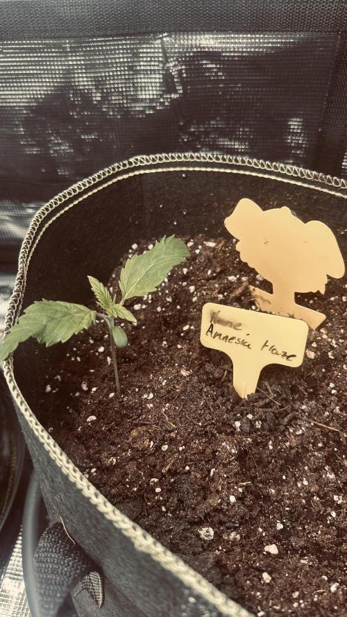 First Try. Week 1 - Amnesia Haze 1 Woche alt
Höhe: 9cm