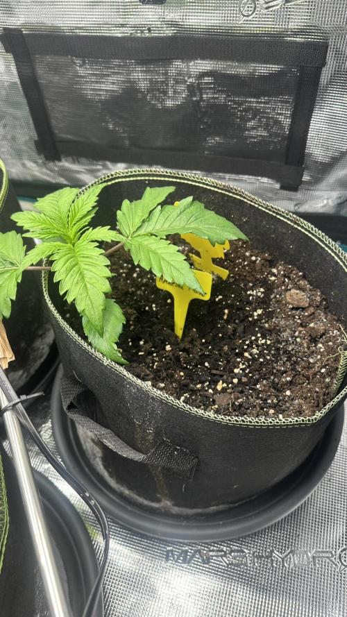 First Try. Week 2 - Amnesia Haze
2 Wochen
Höhe 17cm