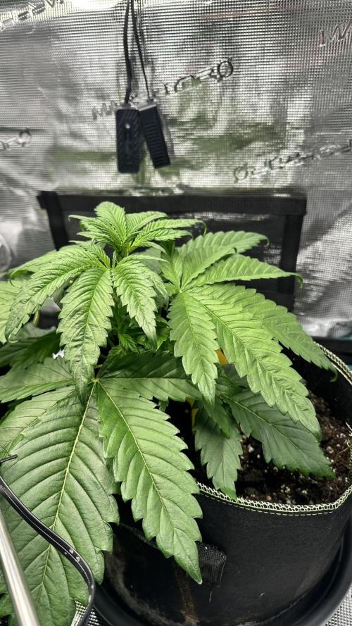 First Try. Week 3 - Amnesia Haze 
3 Wochen alt
27cm