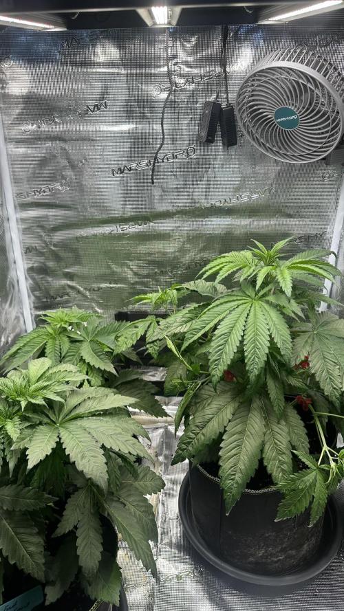 First Try. Week 4