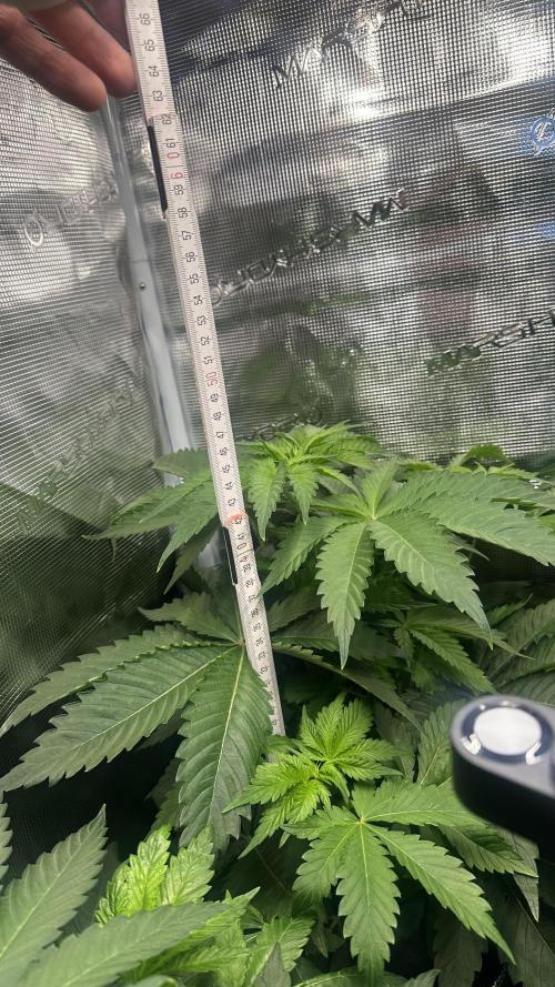 First Try. Week 5