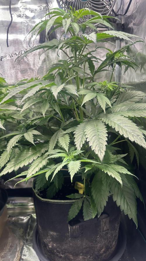 First Try. Week 5 - Amnesia Haze
5 Wochen 
65cm