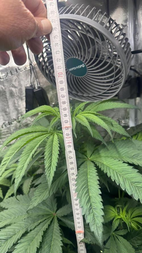 First Try. Week 5