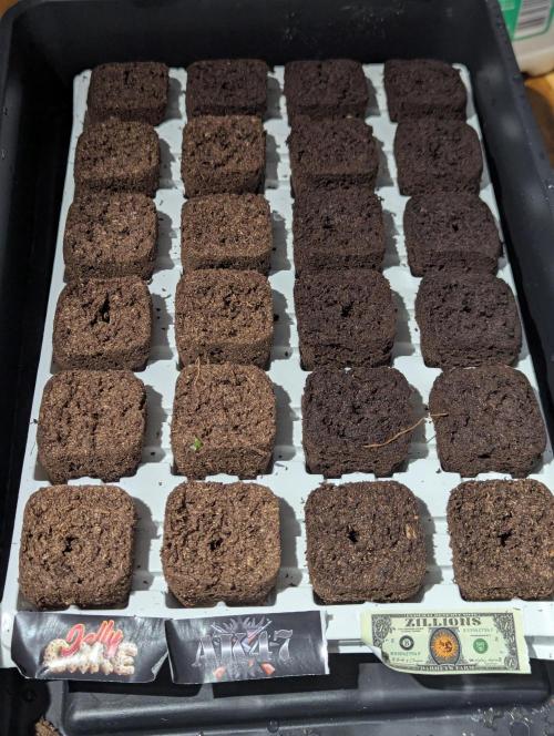 Barney's Farm Zillions. Week 0 - Fresh tray of root riots