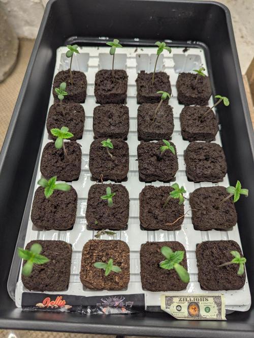 Barney's Farm AK-47. Week 0 - Four up from five sown