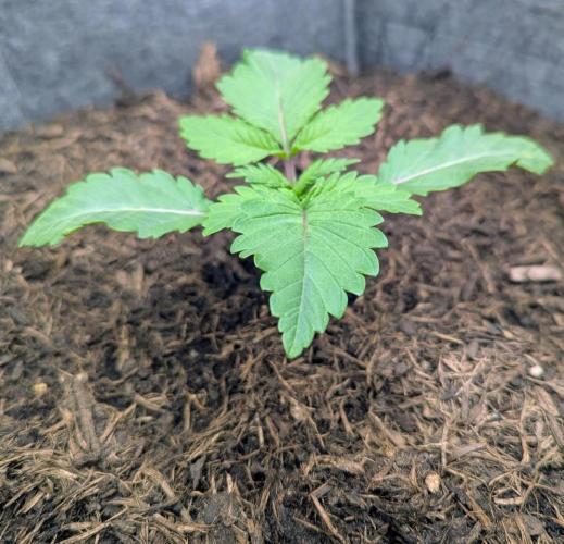 Barney's Farm Zillions. Week 1 - Slight pink veins on this strain, nice 👍