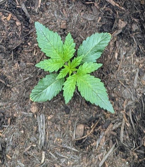 Barney's Farm Jelly Cake. Week 1 - Looking ok, happy with that 