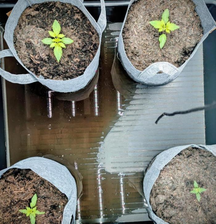 Barney's Farm AK-47. Week 1 - Strong growth as expected from this legendary strain.