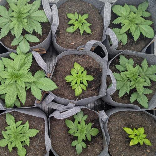 Barney's Farm Zillions. Week 2 - Two distinct phenotypes it seems