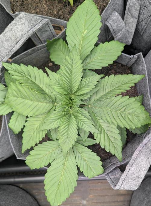 Barney's Farm Zillions. Week 2 - Busting out the 22L pot