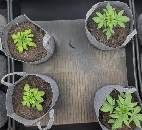 Barney's Farm AK-47. Week 2 - Two big, two smaller. 