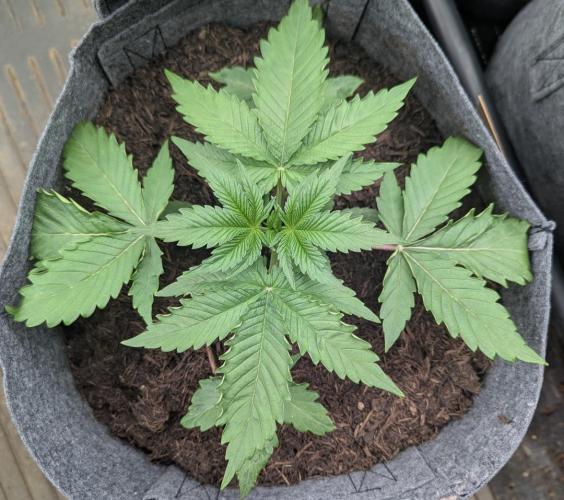 Barney's Farm AK-47. Week 2 - Lovely uniform growth 