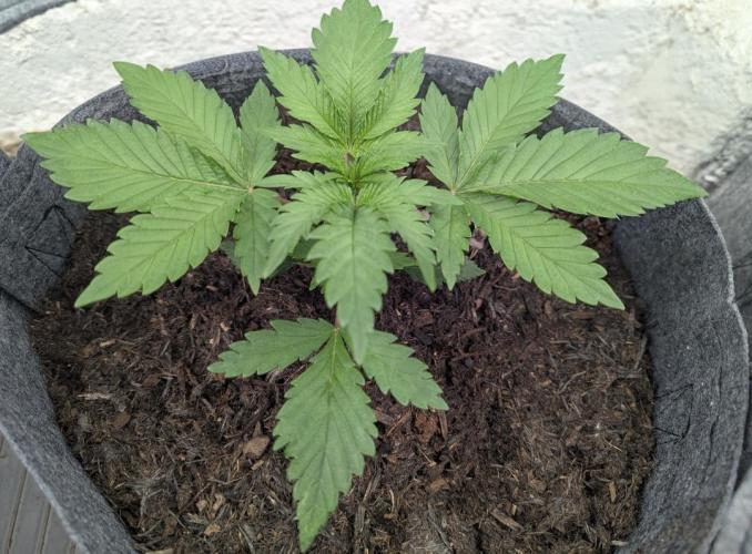 Barney's Farm AK-47. Week 2 - Probably getting a little too much light I think