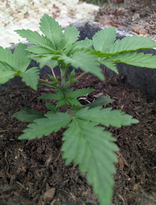 Barney's Farm AK-47. Week 2 - Nice internodal length.