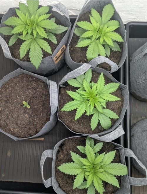 Barney's Farm Jelly Cake. Week 2 - Uniform steady growth