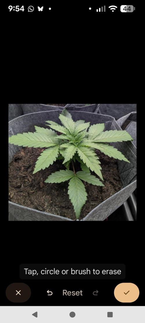 Barney's Farm Jelly Cake. Week 2 - Amazing to see how well it's done the last 7 days