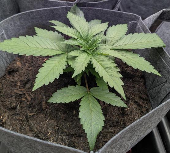 Barney's Farm Jelly Cake. Week 2