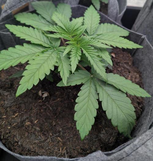 Barney's Farm Jelly Cake. Week 2 - Hitting the side of 22L pots
