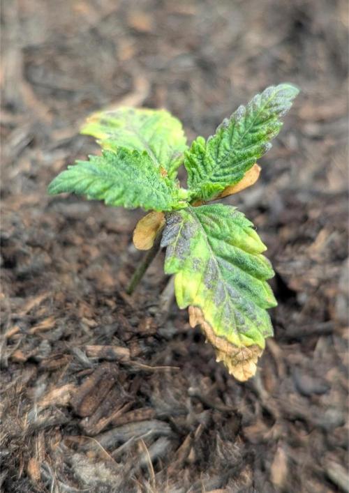 Barney's Farm Jelly Cake. Week 2 - The runt! Nute burned by hot compost