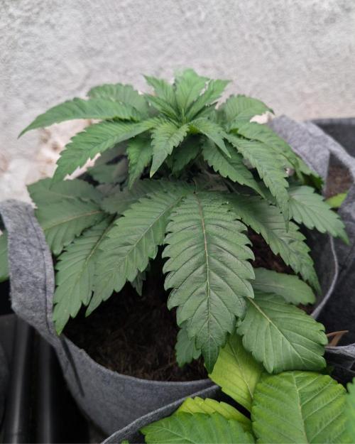 Barney's Farm Zillions. Week 3 - Biggest of the Zillions