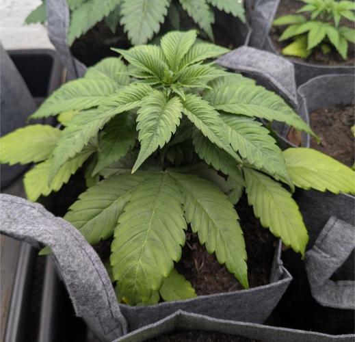 Barney's Farm Zillions. Week 3 - Big FAT indica leaves :)