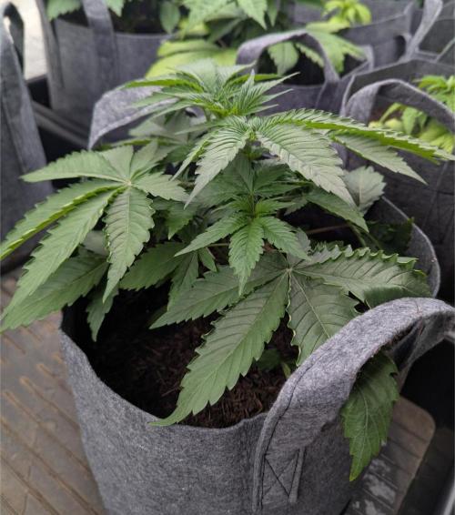 Barney's Farm AK-47. Week 3 - Starting to see their structure