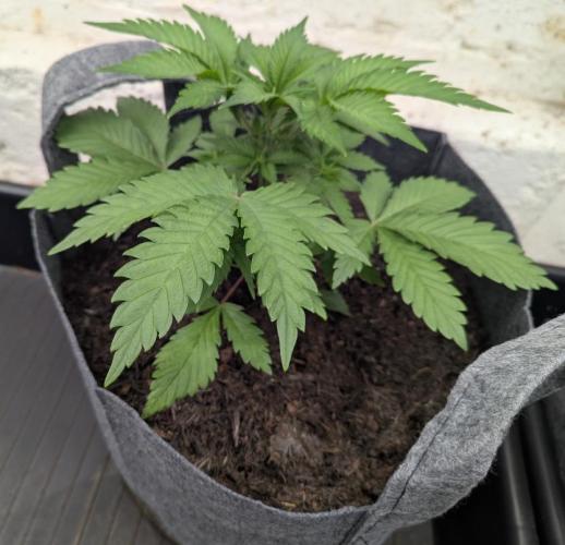 AK-. Week 3