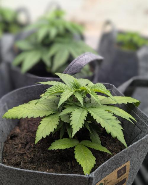 Barney's Farm Jelly Cake. Week 3 - Over watering 