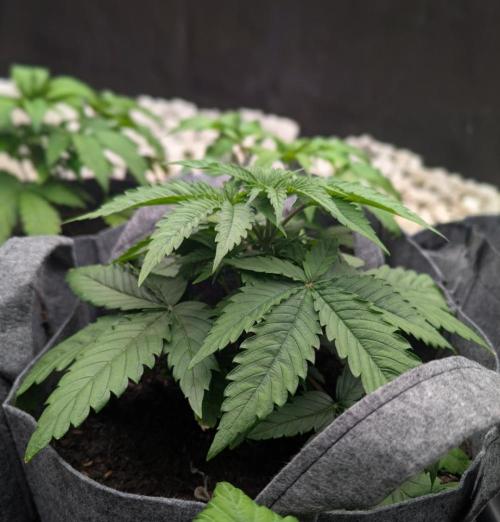 Barney's Farm Jelly Cake. Week 3 - Recovering well