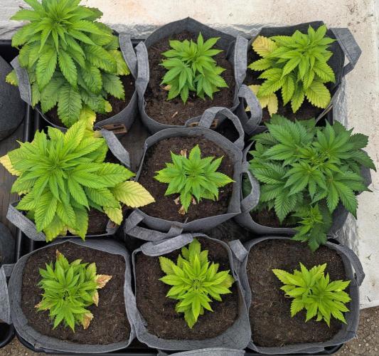 Barney's Farm Zillions. Week 4 - Group shot