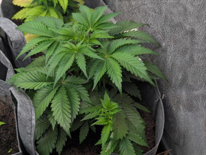 Barney's Farm Zillions. Week 4 - Nice and green