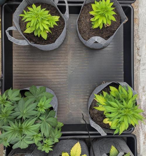 Barney's Farm AK-47. Week 4 - Group shot
