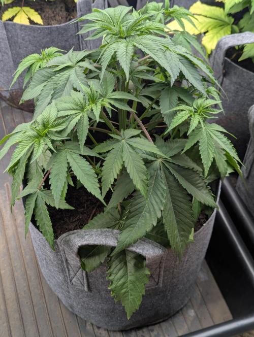 AK-. Week 4