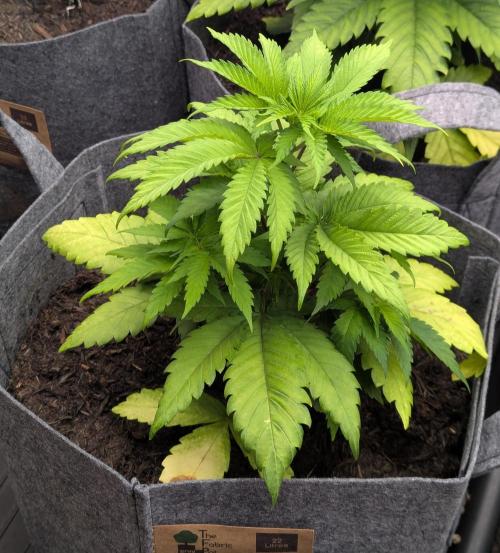 Barney's Farm Jelly Cake. Week 4 - Little yellowing :(