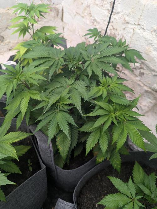 Barney's Farm Zillions. Week 5 - Doing nicely 