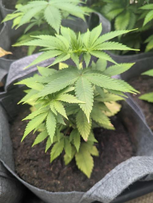 Barney's Farm Zillions. Week 5 - Recovering well 