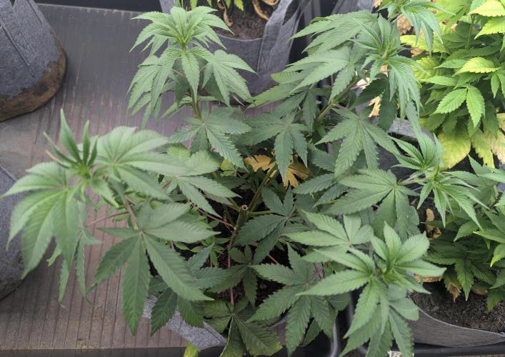 Barney's Farm AK-47. Week 5