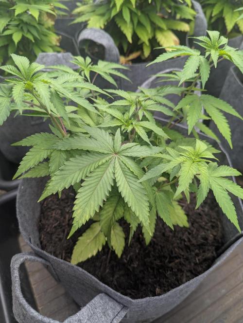 Barney's Farm AK-47. Week 5