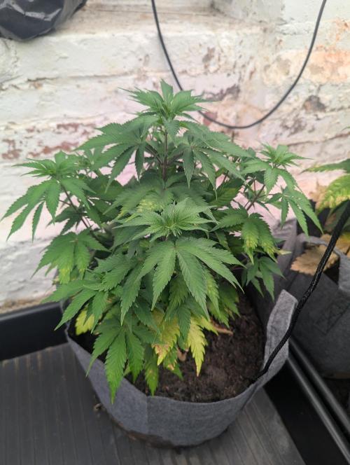 AK-. Week 5