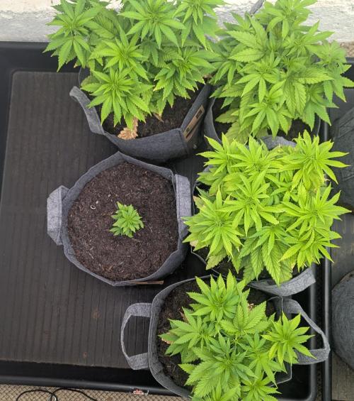 Barney's Farm Jelly Cake. Week 5